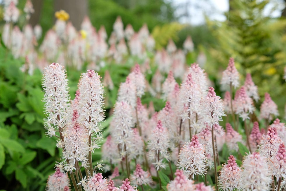 Best Shade Perennials Foam Flowers