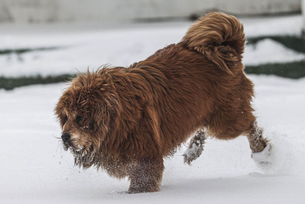 ankara, turkiye january 25 a tibetan mastiff breed dog walks on a snow covered area after snowfall in turkish capital ankara on january 25, 2022 photo by metin aktasanadolu agency via getty images