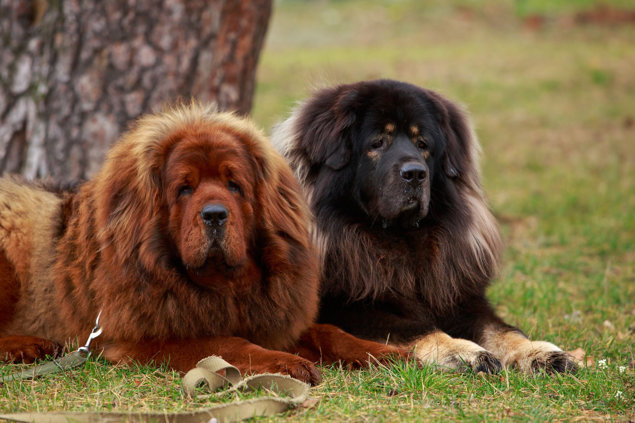 Tibetan Mastiff Dog Breed s Coat Size Temperament And More