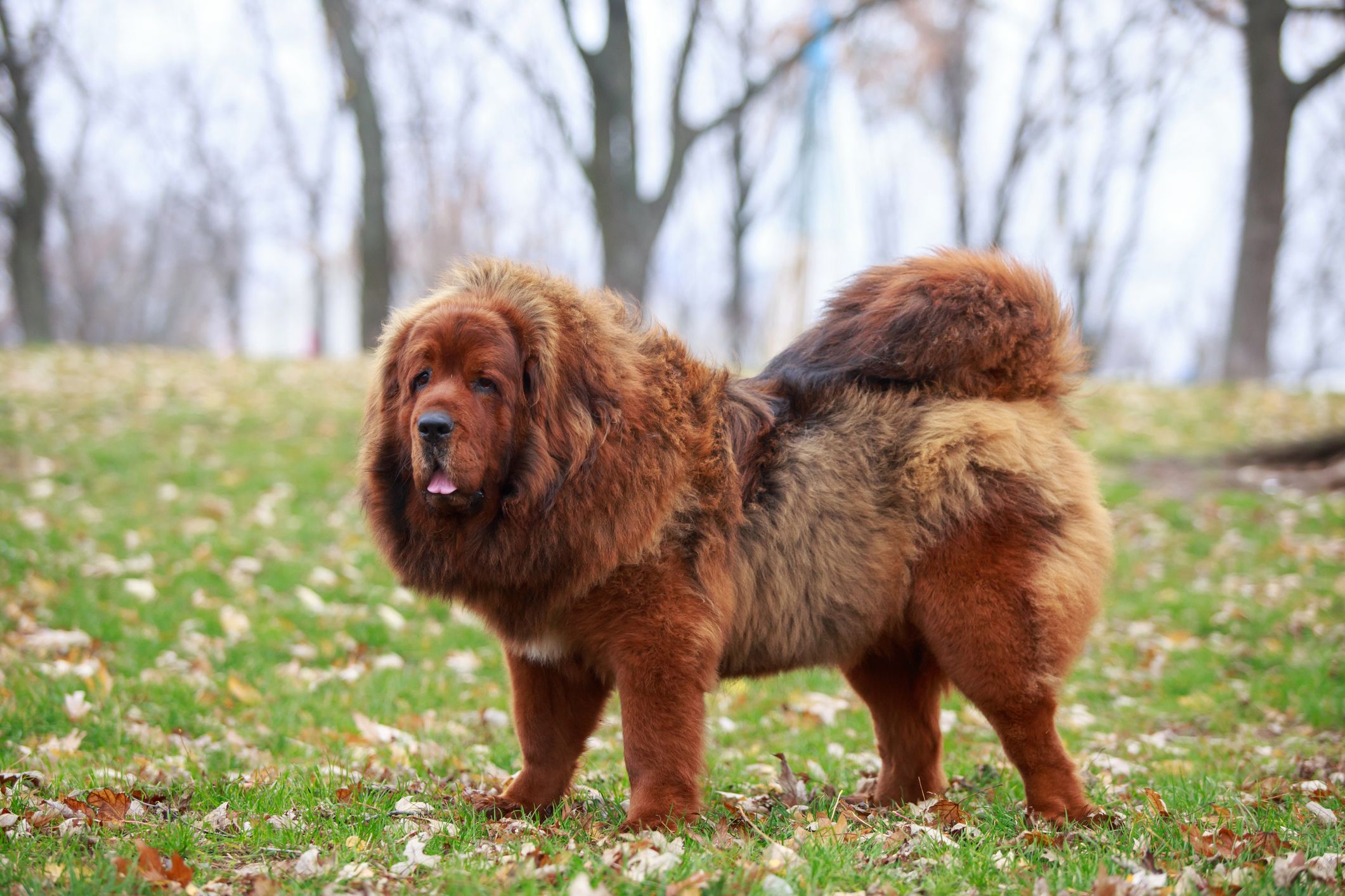 Largest mastiff dog hotsell