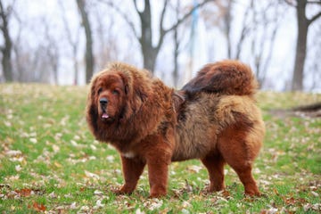 dog breed tibetan mastiff on the grass