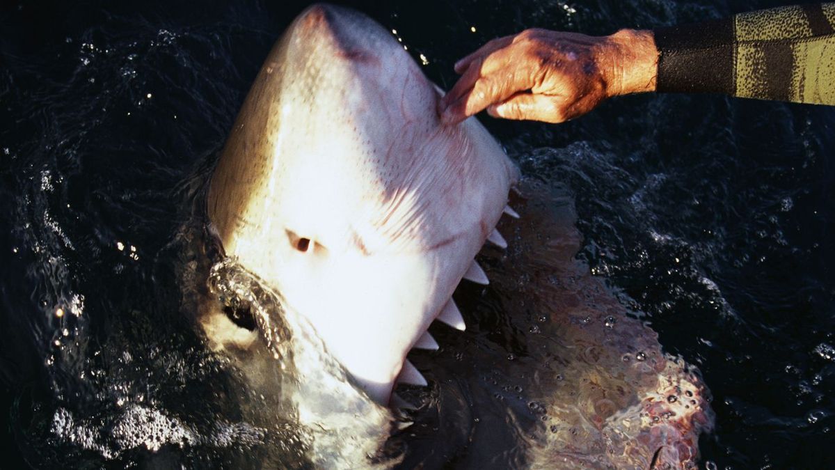 El aterrador vídeo de un tiburón blanco con un chico y un pez