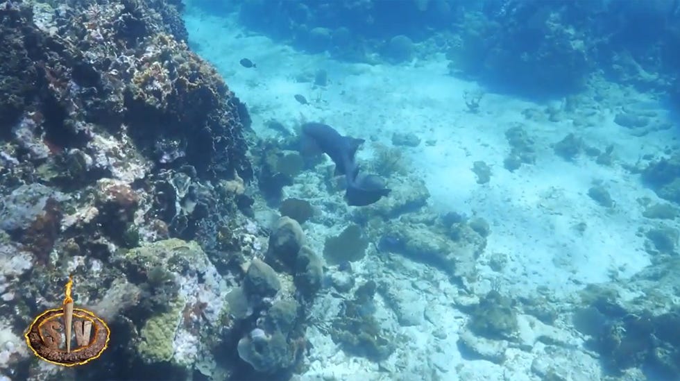 makoke encuentra un tiburon mientras pesca en las playas de honduras en supervivientes