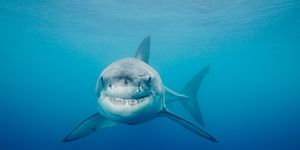 tiburon sonriendo