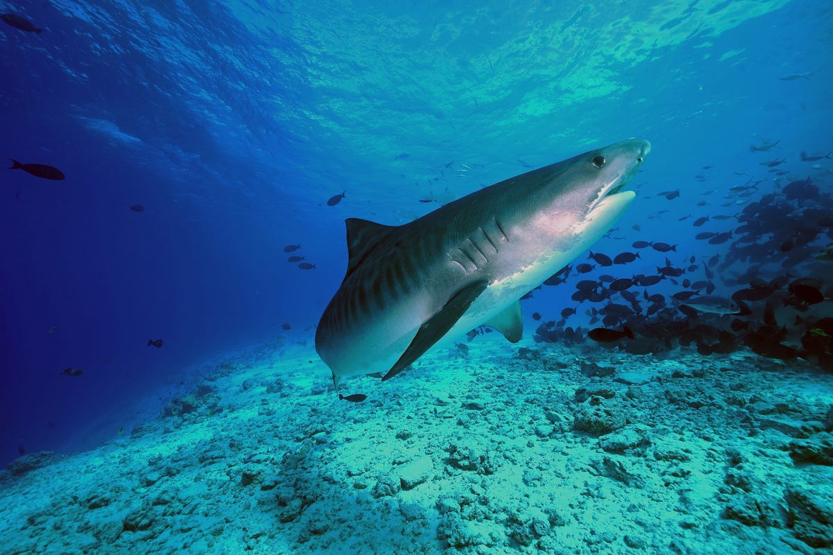 En qué lugares hay más ataques de tiburones a humanos?