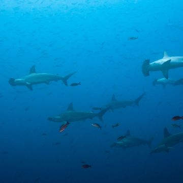 un grupo de tiburones martillo en las aguas cercanas a las islas galápagos