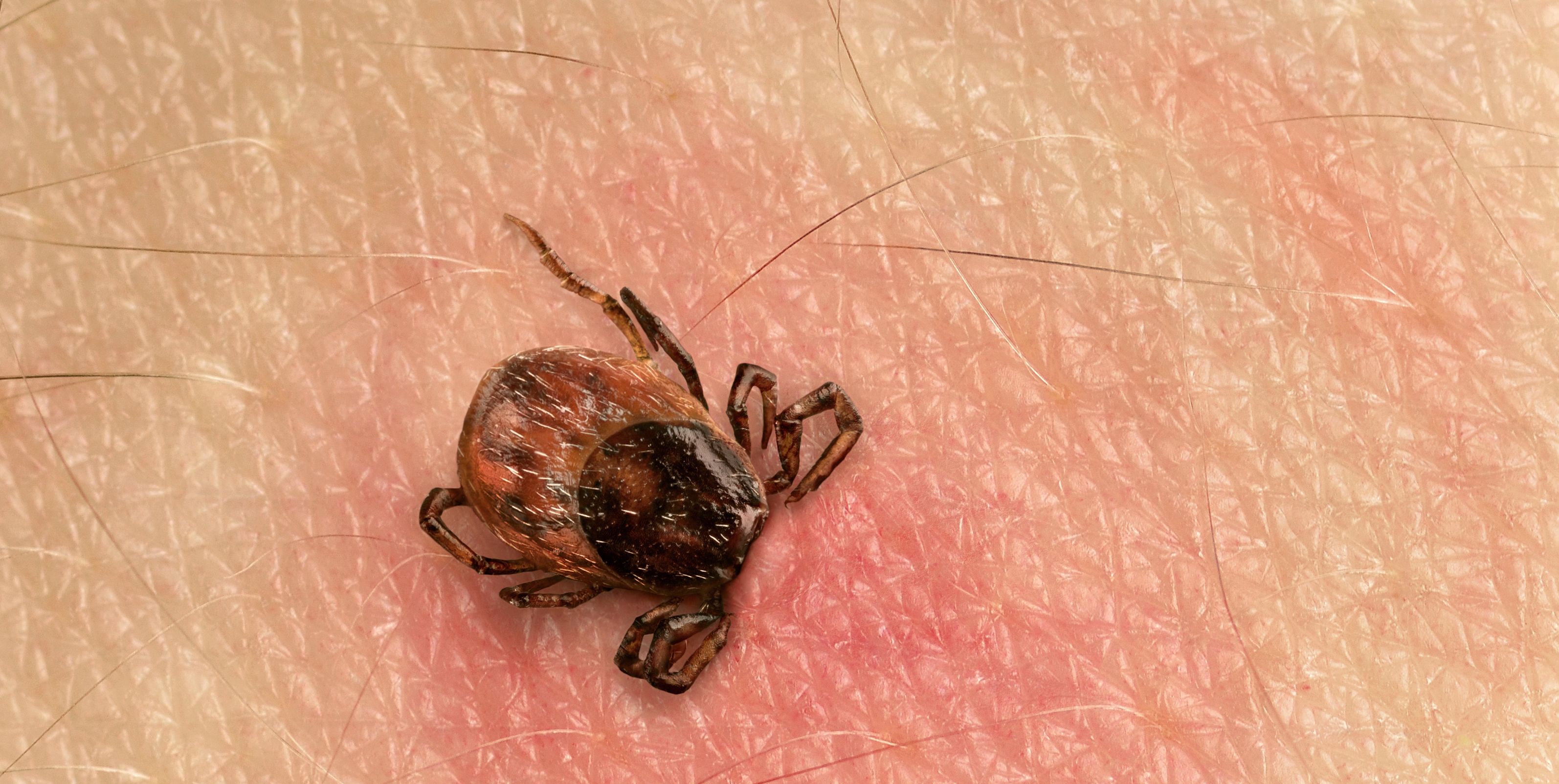 how long will a tick stay on a dog uk