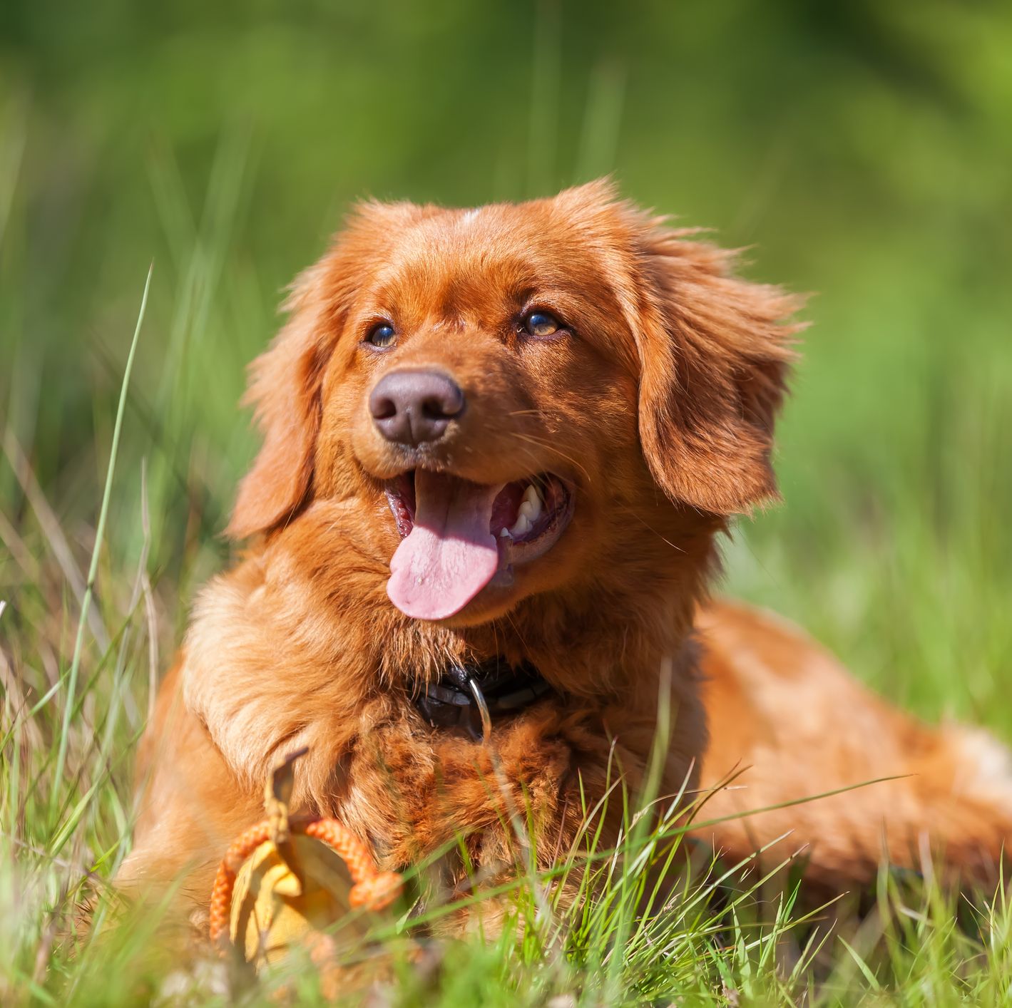 can tick fever be cured in dogs