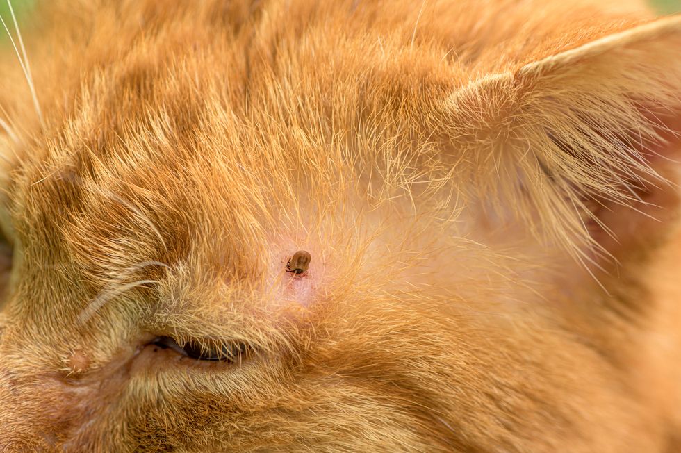 How To Remove A Tick From A Cat What Ticks Look Like On A Cat