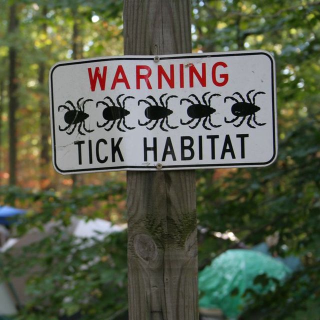 Tick Habitat - Hazards of Camping