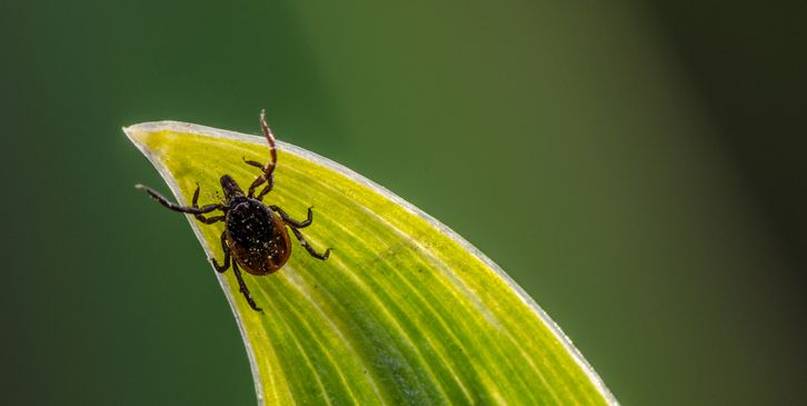 poisonous ticks bites