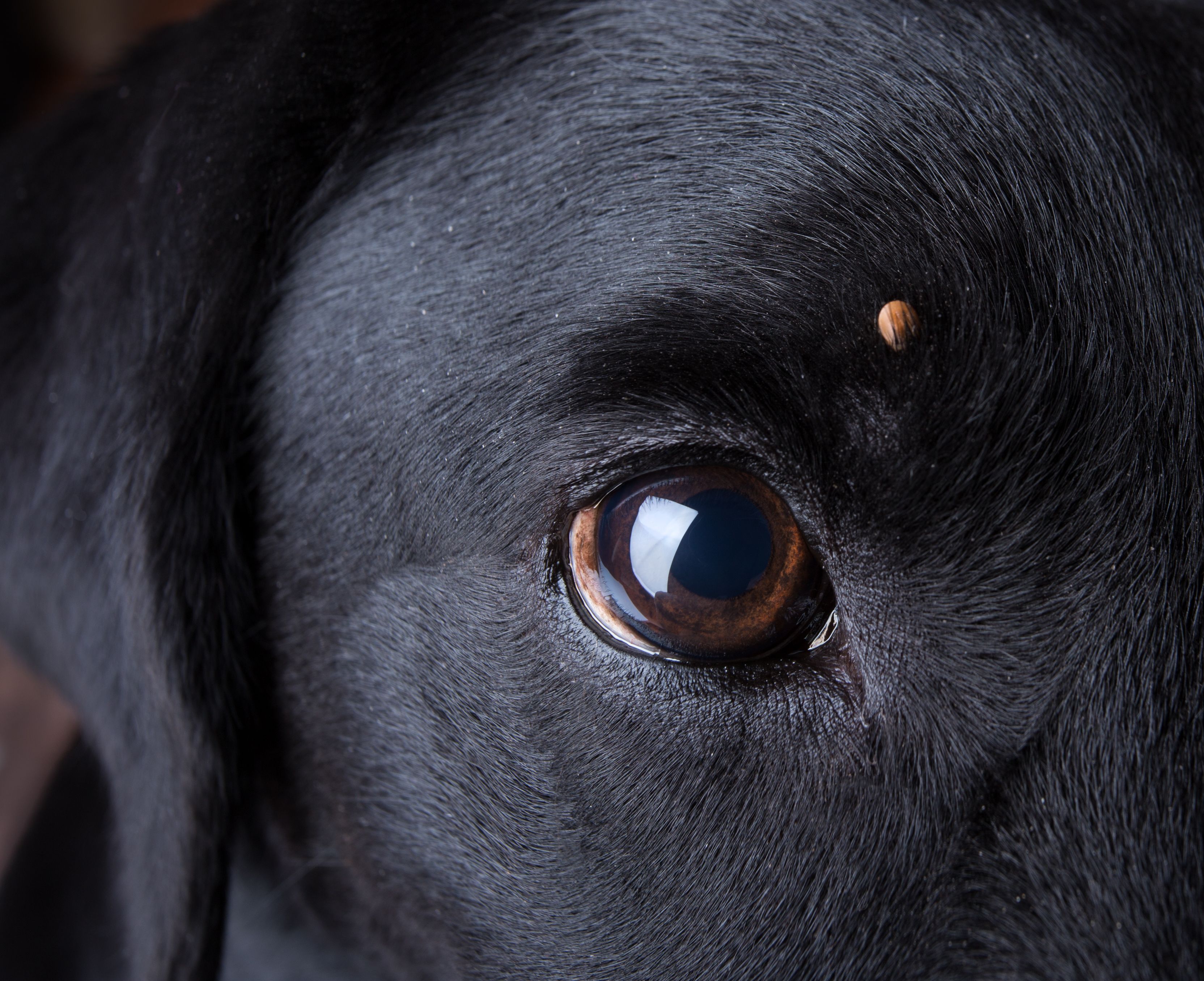 can dogs recover from tick fever