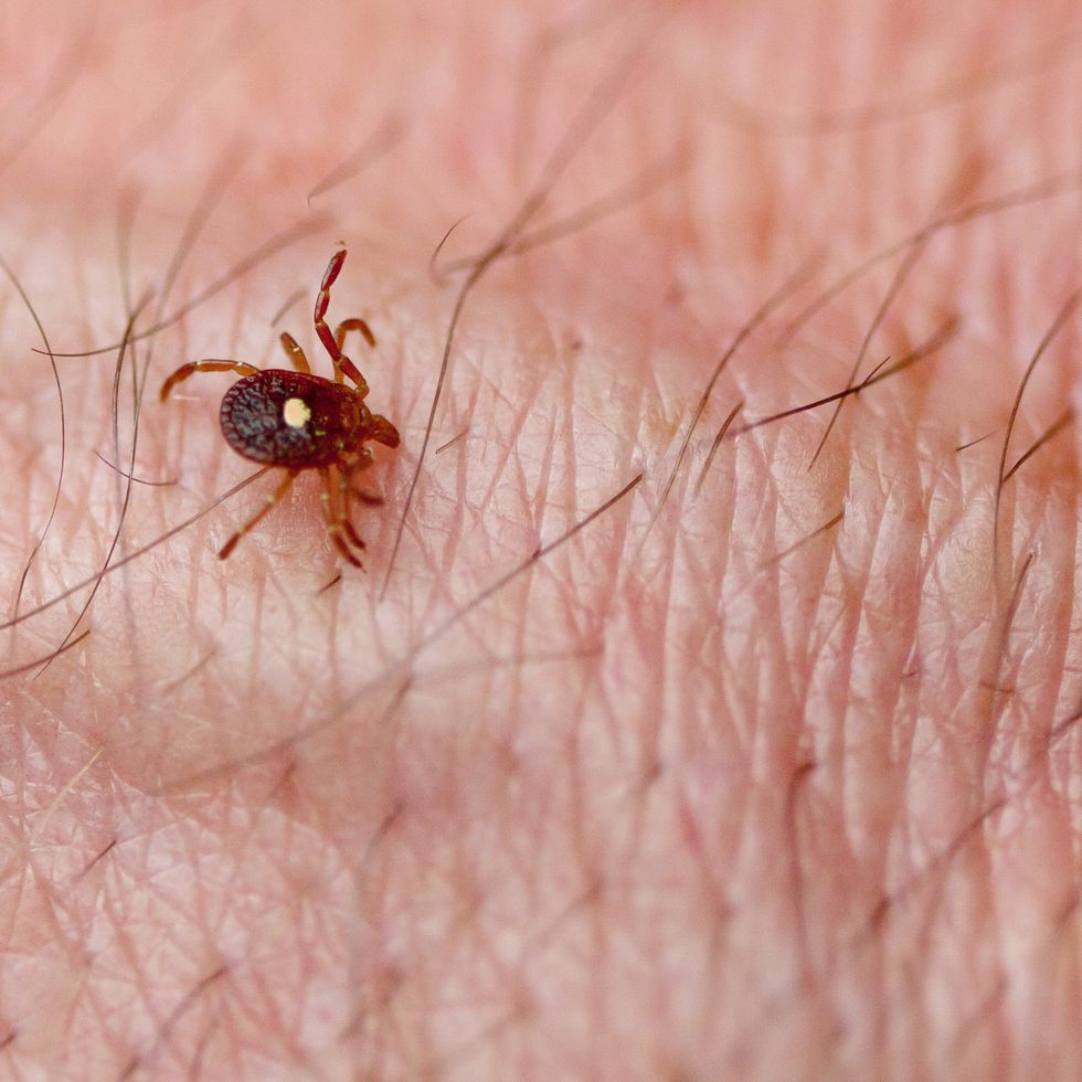 tick on skin