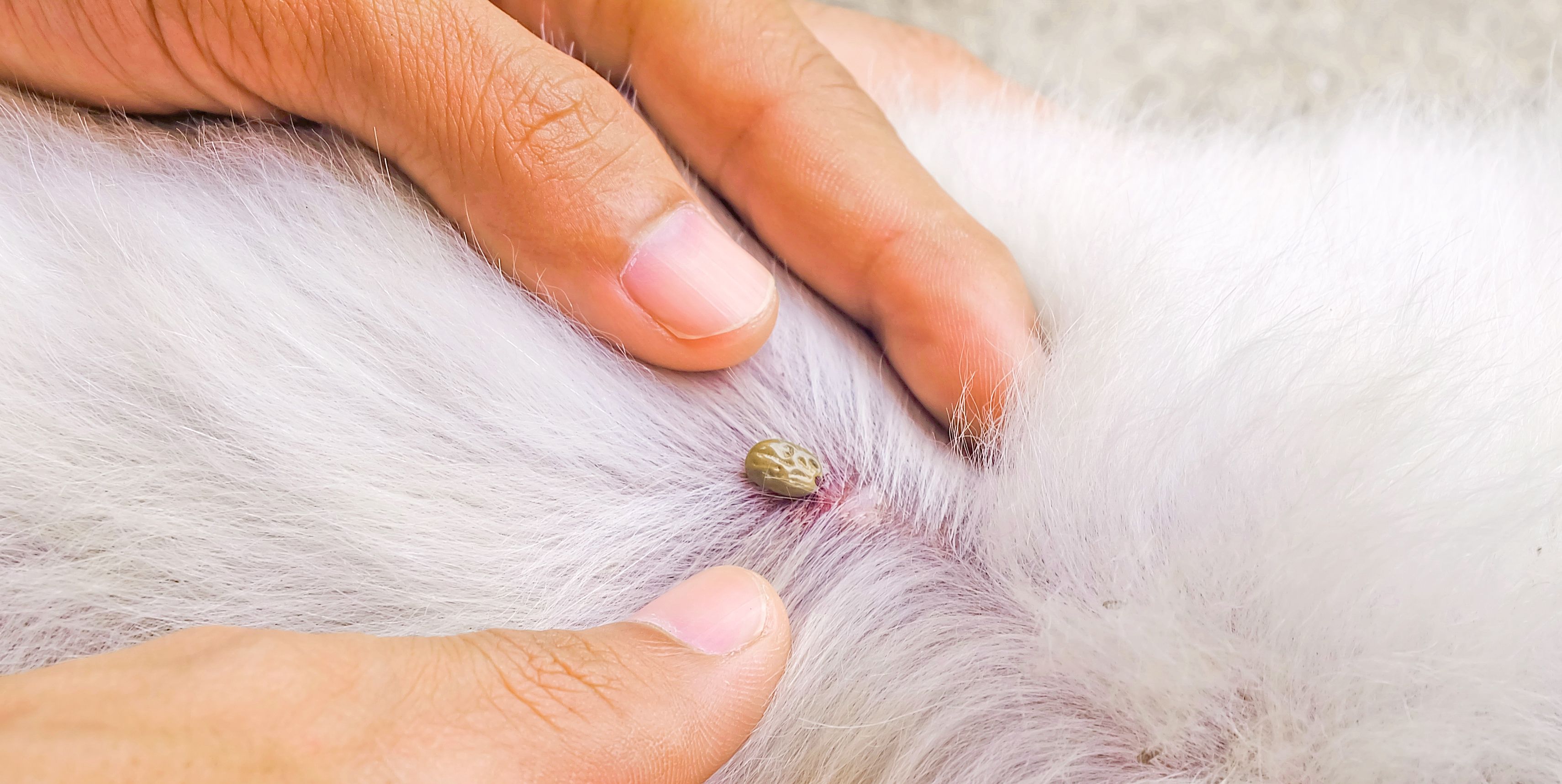 how long will a tick stay on a dog uk