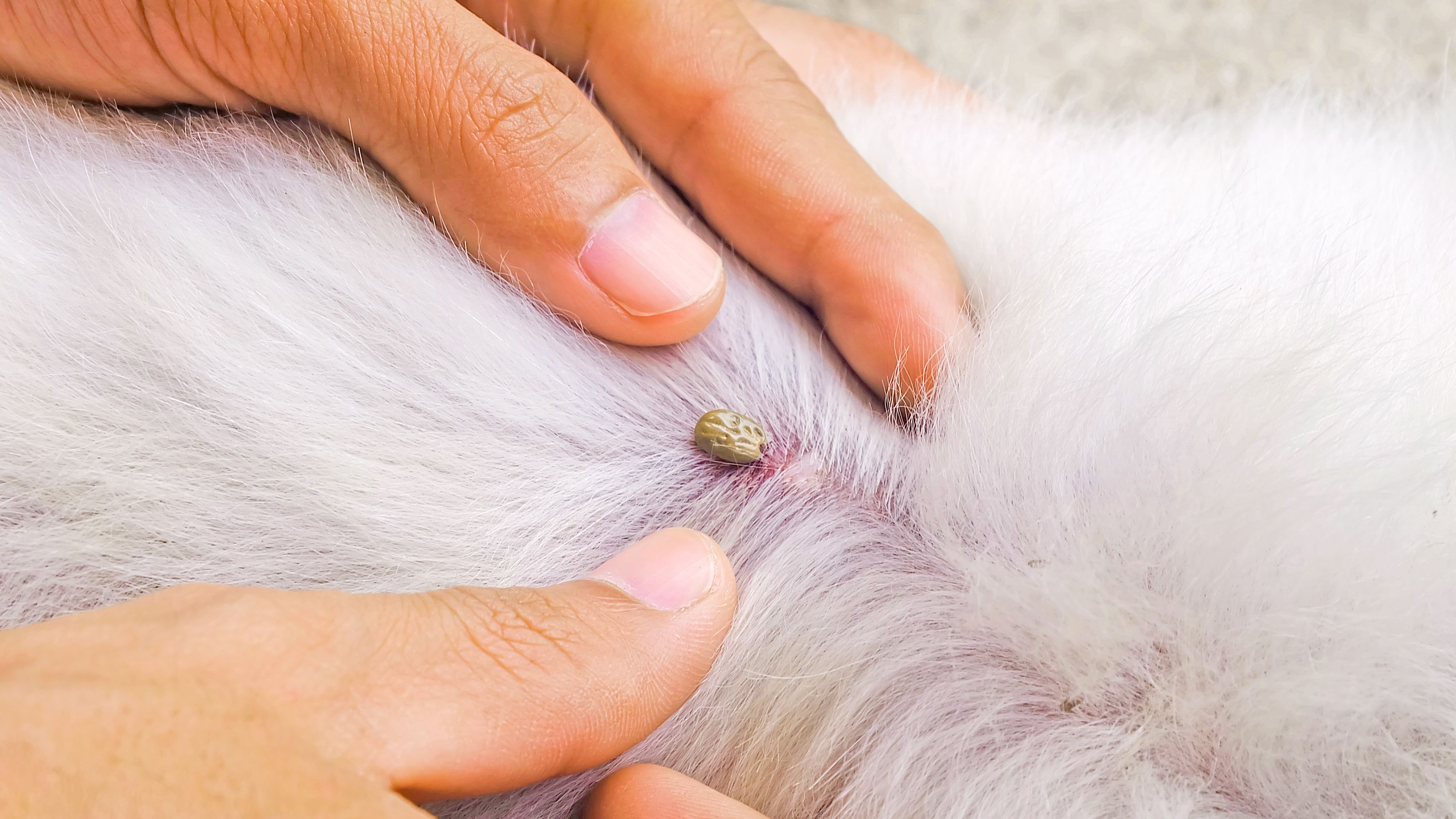 how do you stop a dog tick infestation