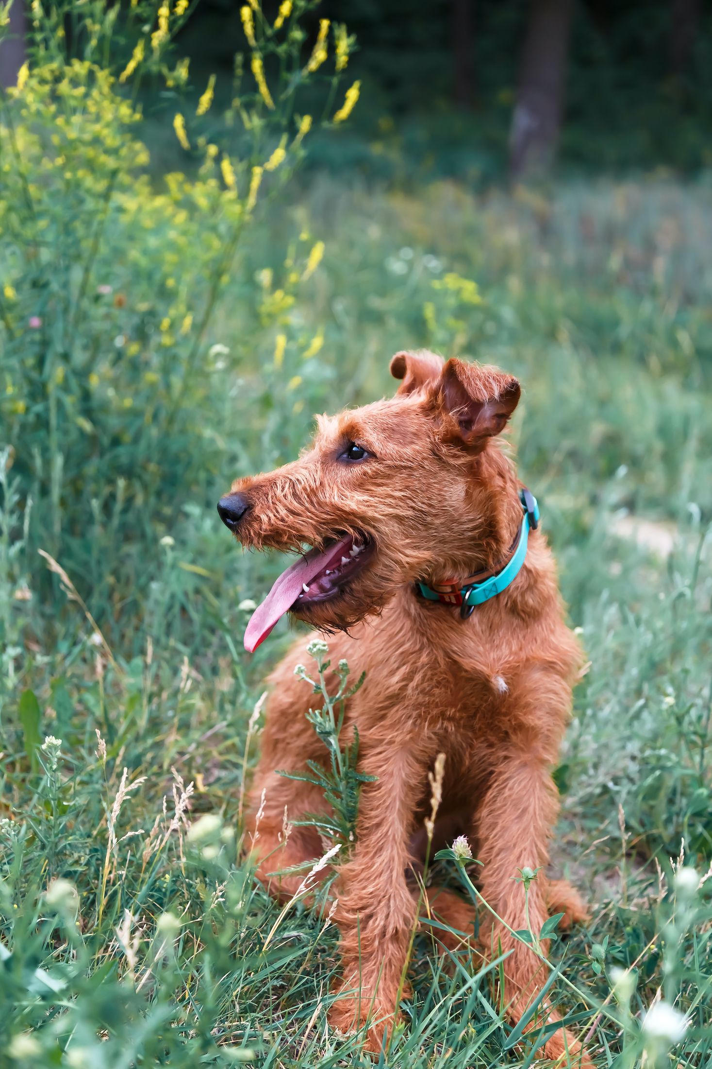 Fun games for dogs in the garden