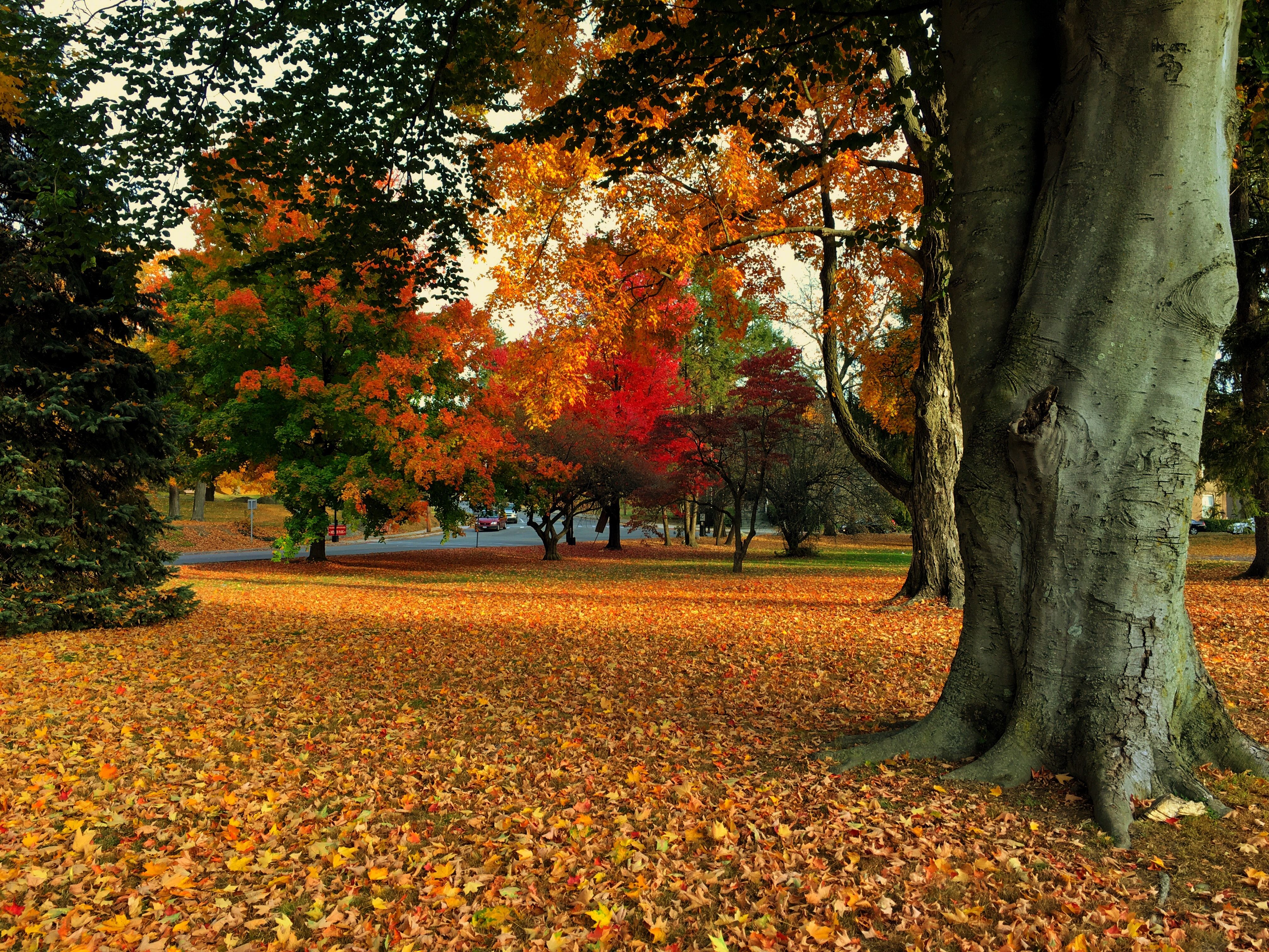 Experts Explain Why We May Be Seeing Less Fall Foliage In 2020