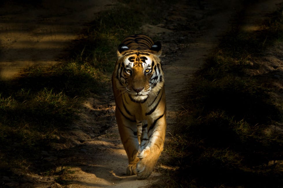 In het Nationale Park van Kanha duikt een Bengaalse tijger op uit de schaduw