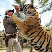 tiger, vertebrate, bengal tiger, mammal, siberian tiger, felidae, terrestrial animal, wildlife, zoo, big cats,