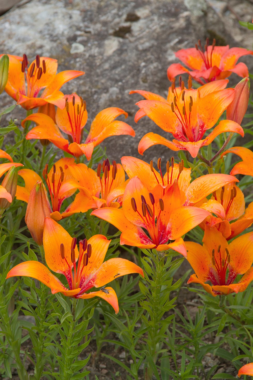 30 Best Orange Flowers for Your Garden to Add Dimension and Color