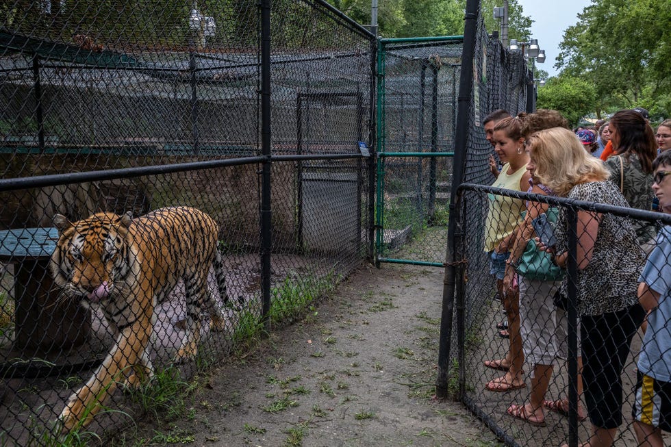 Dozer heeft net iets lekkers gehad en ijsbeert door zijn kooi in het Catty Shack Ranch Wildlife Sanctuary in Jacksonville een opvang voor katachtigen en andere exotische dieren Deze nonprofit heeft 22 tijgers en biedt rondleidingen aan maar verbiedt direct contact met bezoekers en zegt geen dieren te fokken ruilen of verkopen
