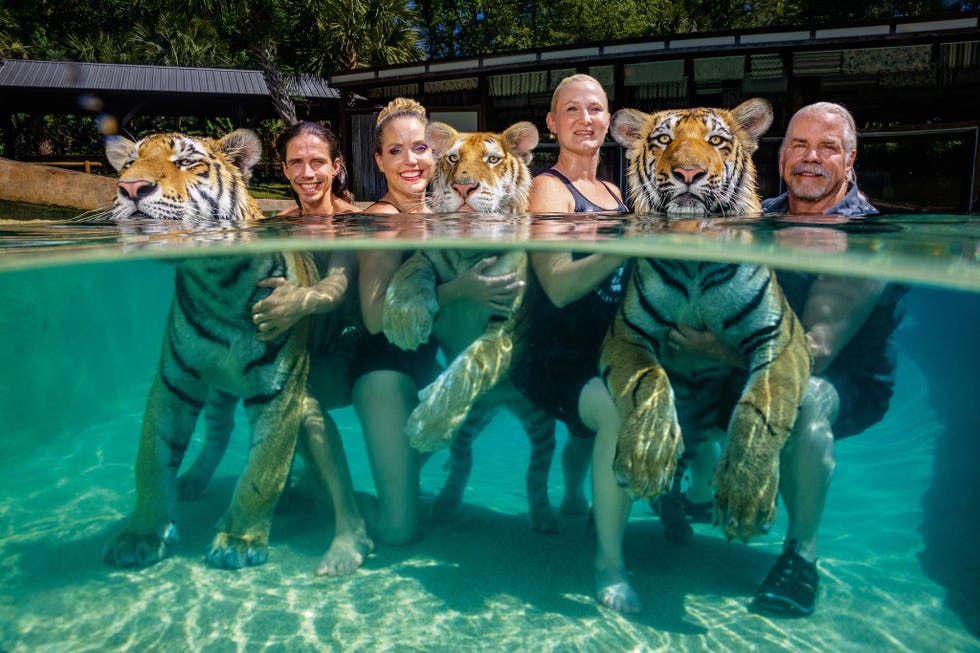 Bhagavan Doc Antle geheel rechts poseert met zijn team van links naar rechts Kody Antle Moksha Bybee en China Yor in het zwembad van zijn tijgershow Het bedrijf Myrtle Beach Safari in South Carolina draait grotendeels op welpen voor bedragen tussen ruim driehonderd en 620 euro per persoon mogen bezoekers met ze spelen en op de foto