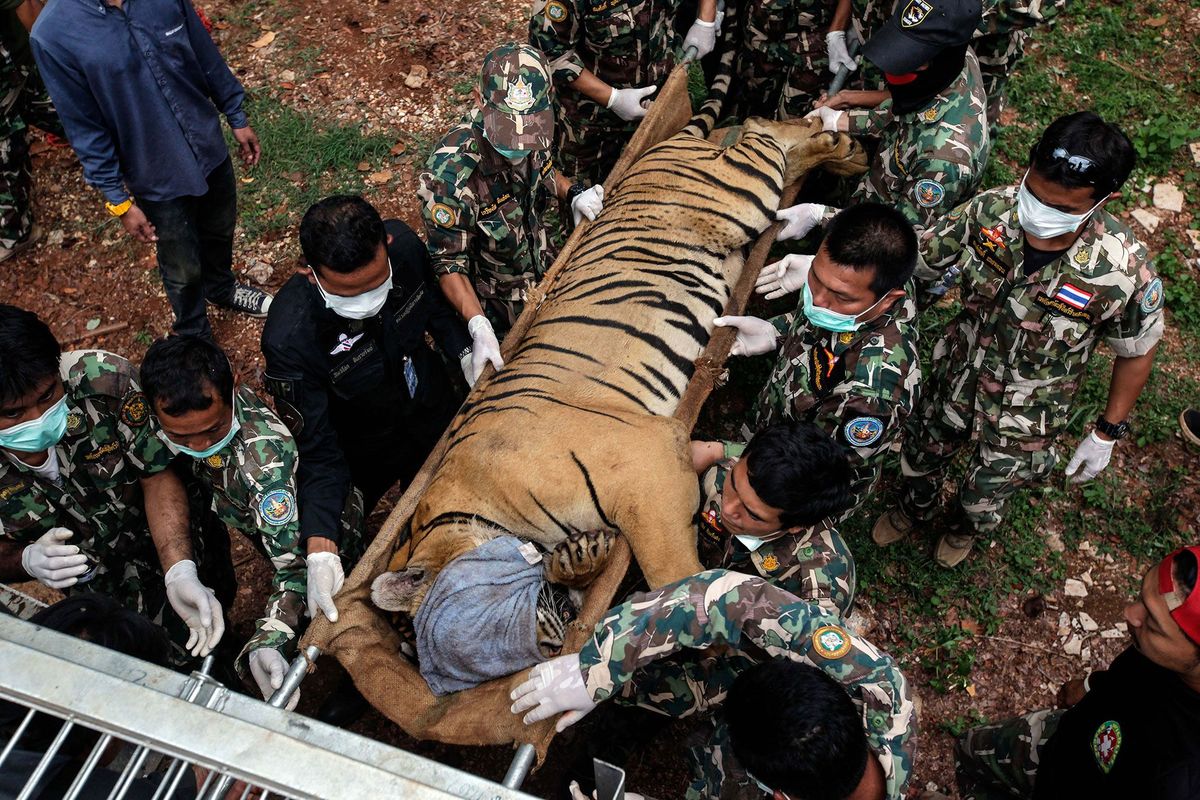 In 2016 werden bij een onderzoek door de Thaise overheid 147 tijgers uit de Tijgertempel in de Thaise provincie Kanchuanaburi in beslag genomen nadat het centrum was beschuldigd van dierenmishandeling en het fokken van tijgers ten behoeve van de illegale handel in de lichaamsdelen van deze dieren