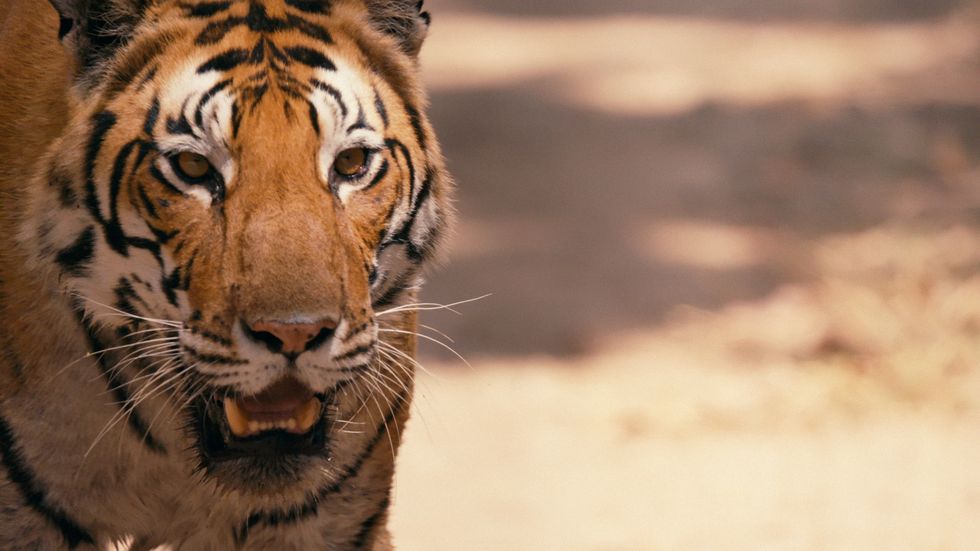 Tiger, Terrestrial animal, Mammal, Wildlife, Vertebrate, Bengal tiger, Whiskers, Felidae, Siberian tiger, Snout, 