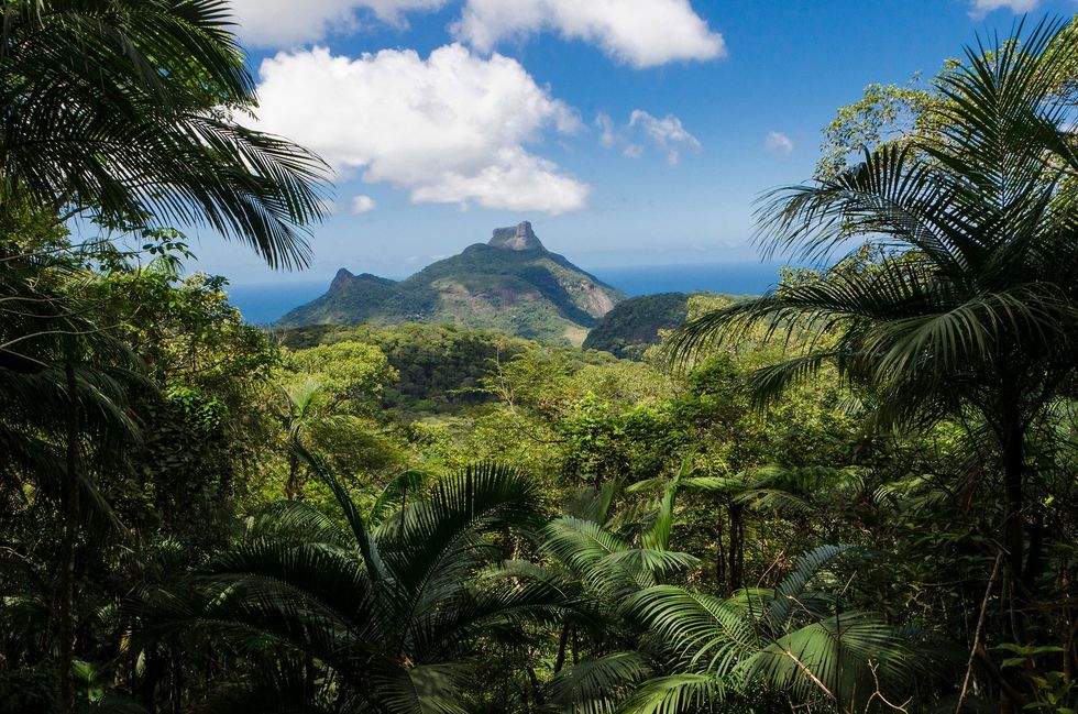 Het grootste stedelijke bosgebied ter wereld de Florest da Tijuca is een met de hand aangelegd regenwoud in Rio de Janeiro waarin honderden soms zeldzame en bedreigde soorten flora en fauna voorkomen