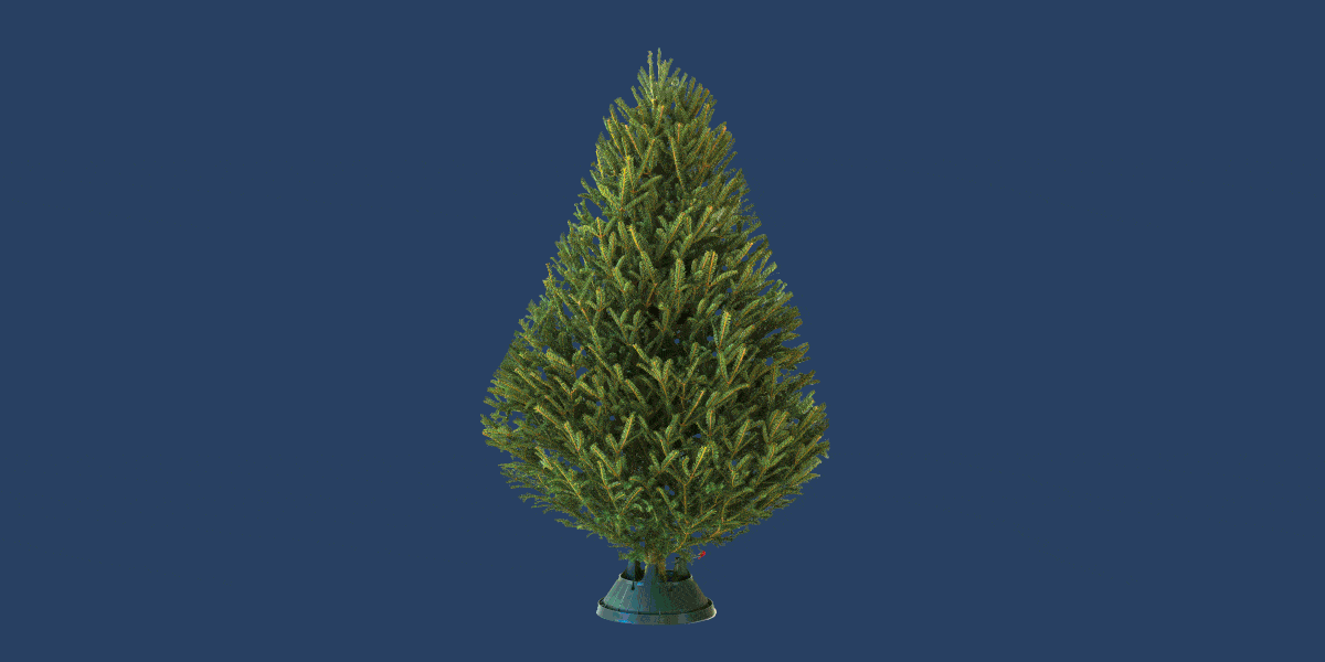White pine, Yellow fir, lodgepole pine, balsam fir, Tree, shortleaf black spruce, oregon pine, red pine, River juniper, Arizona Cypress, 