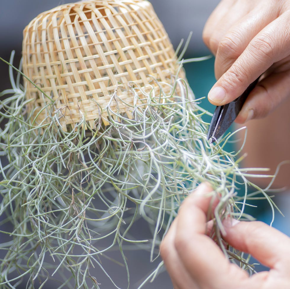 Close-up of a woman's hand cutting off a dead part of Spanish moss Spanish moss is a specific species of air plant, its botanical name is Tillandsia usneoides