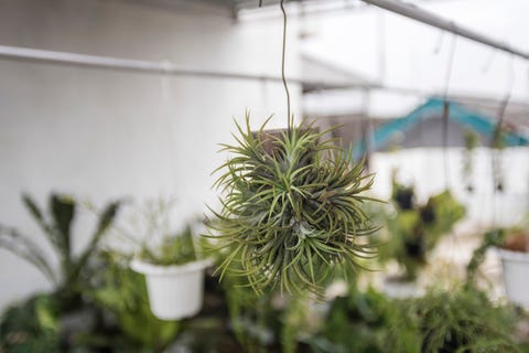 large low maintenance outdoor plants
