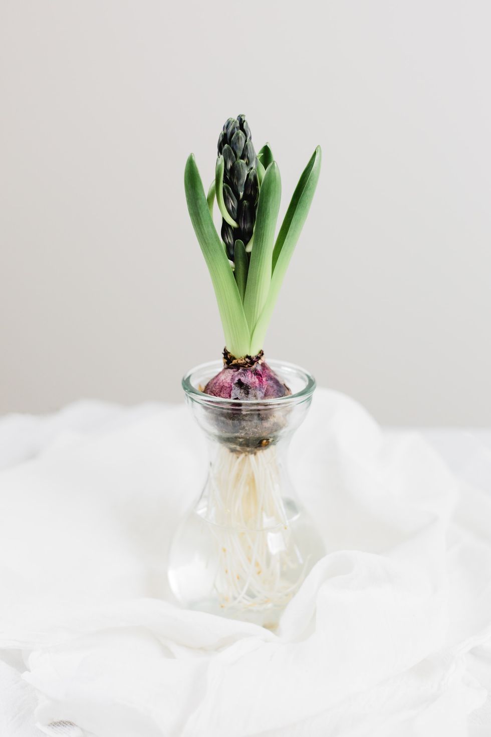 bulb in vase