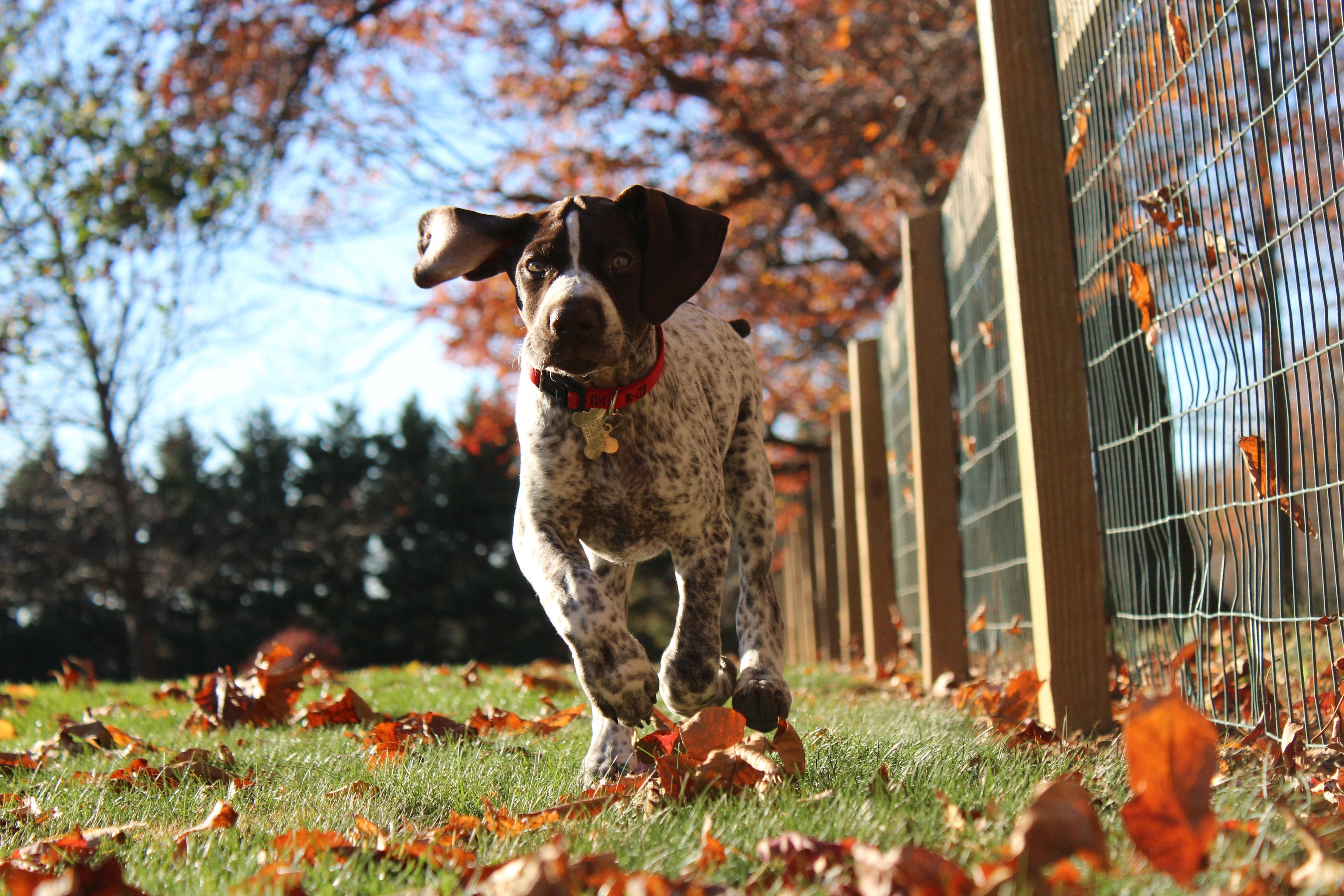 The 10 Most Popular Dog Breeds According To The American Kennel Club