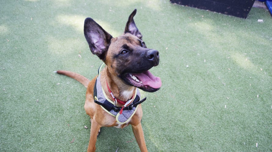 Battersea Dogs & Cats Home dog for adoption