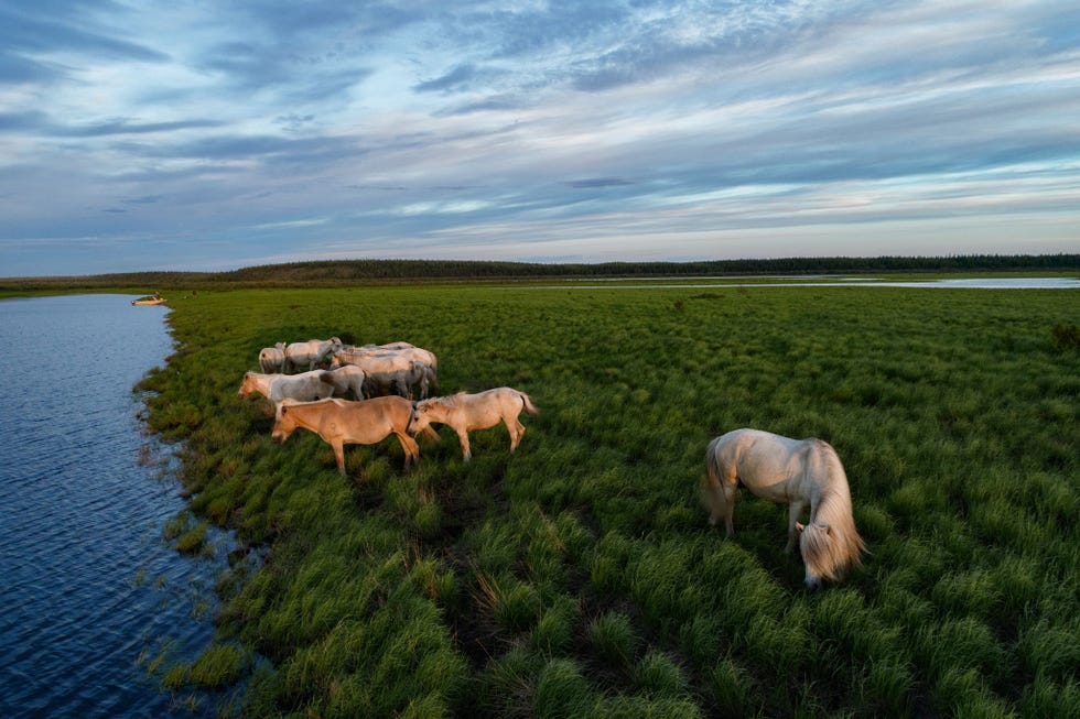 De Zimovs zijn ervan overtuigd dat in de ijstijd grote grazers het Arctische grasland hielpen onderhouden Nu importeren ze twee wilde paarden en andere grazers naar hun Pleistocene Park bij een zijrivier van de Kolyma in de hoop zo de droge steppe te herstellen en de dooi van de permafrost af te remmen