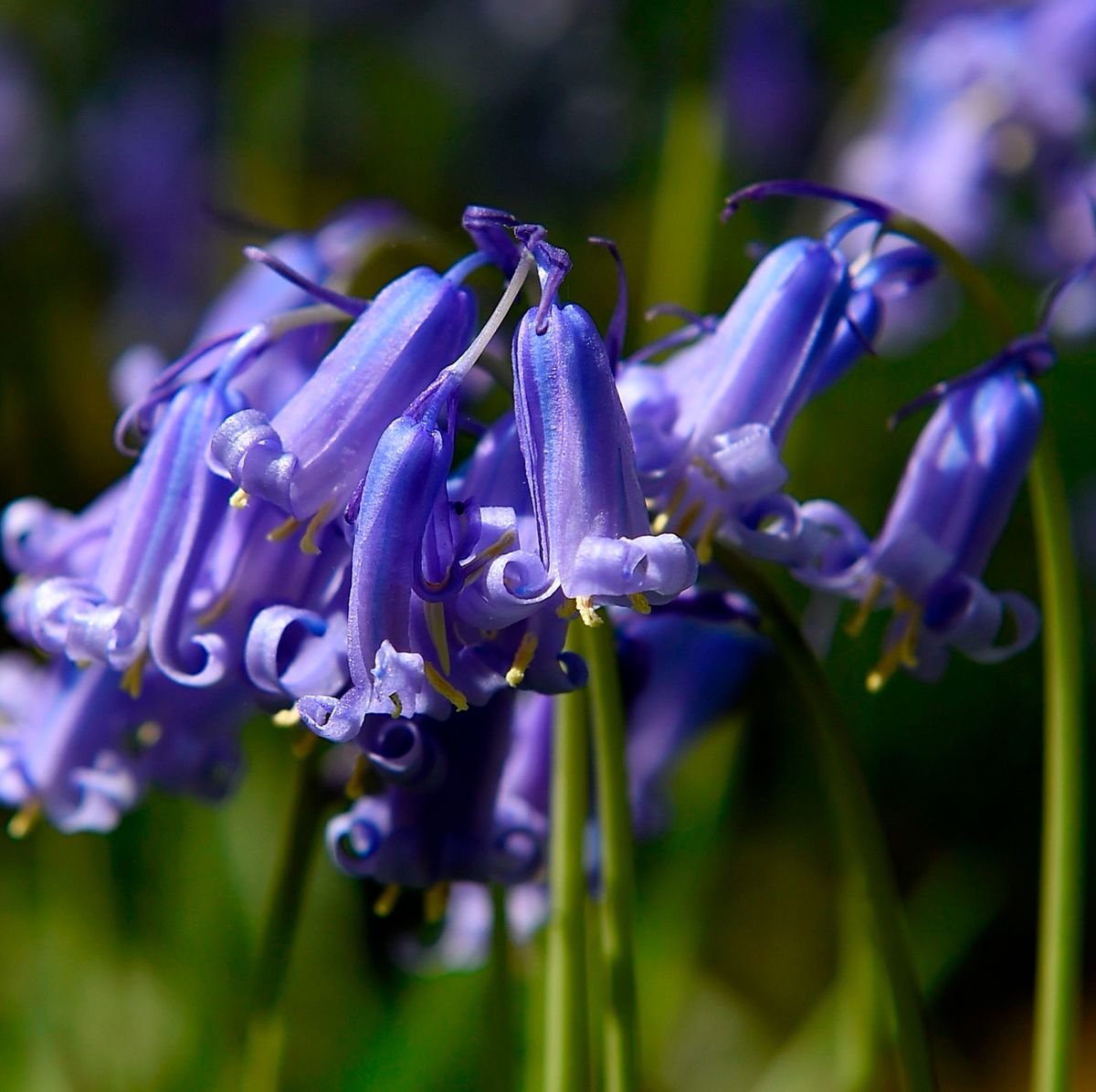 https://hips.hearstapps.com/hmg-prod/images/tips-for-planting-bluebells-1618498617.jpg?crop=0.711xw:1.00xh;0.114xw,0&resize=1200:*