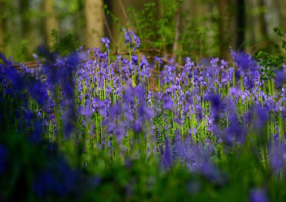 Tips for planting and caring for bluebells
