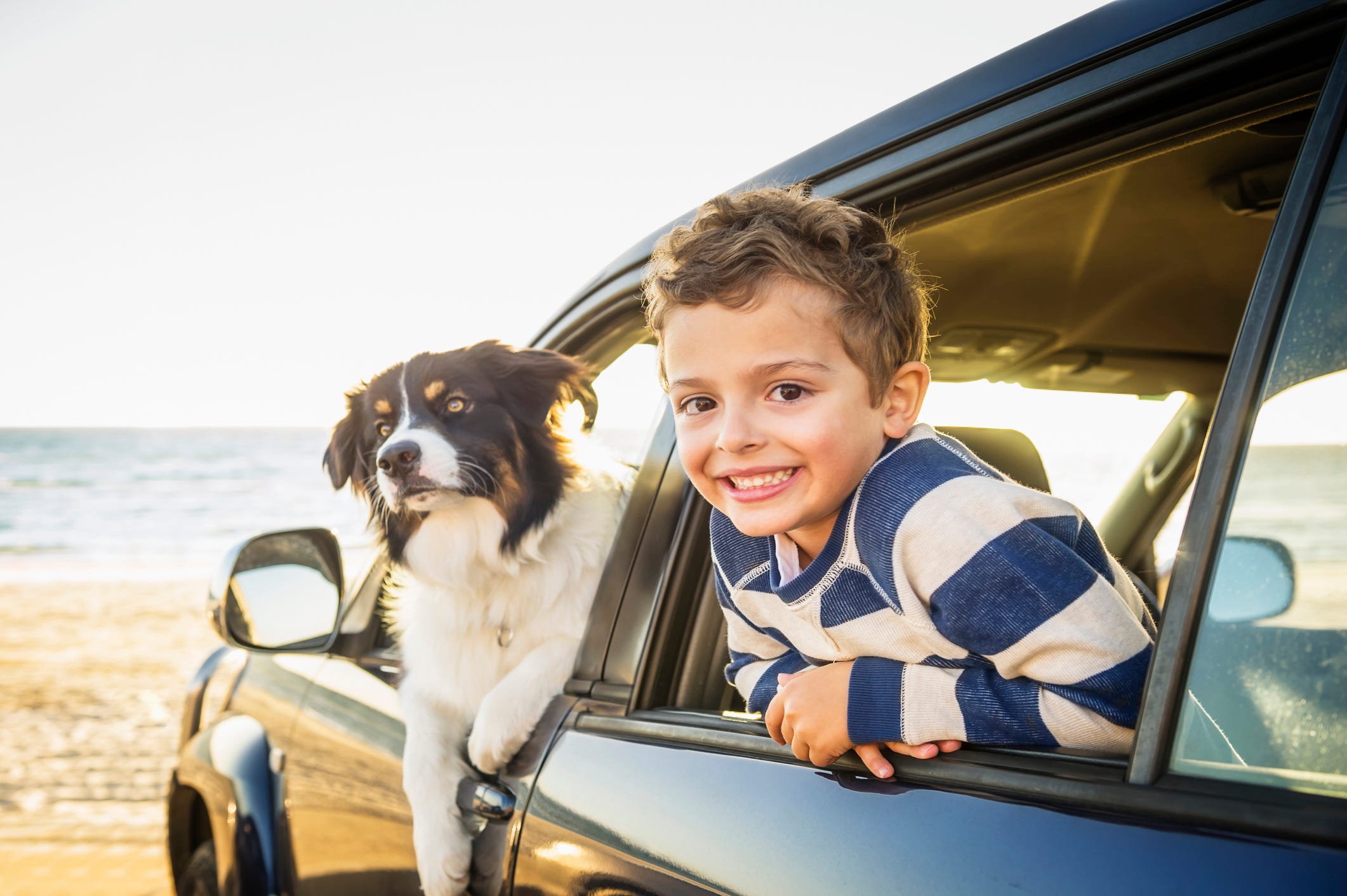 Your dog can get ready for the big game with the help of Petco