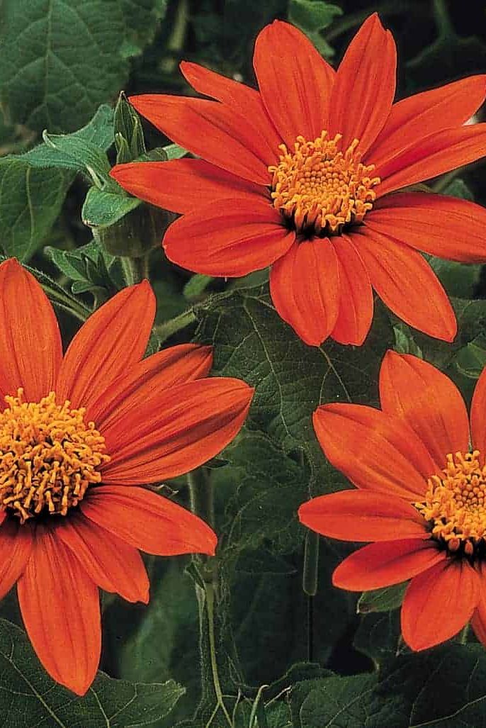 20 Best Types of Sunflowers to Grow in Your Garden