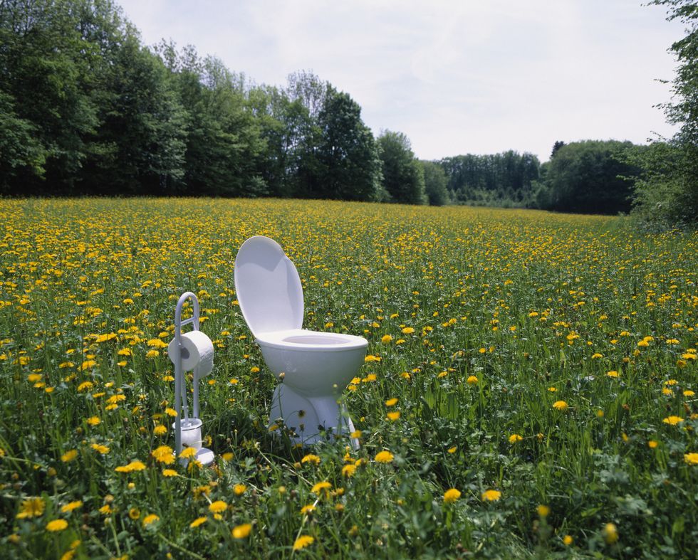 toilet and toilet paper holder in field of dandelions taraxacum sp