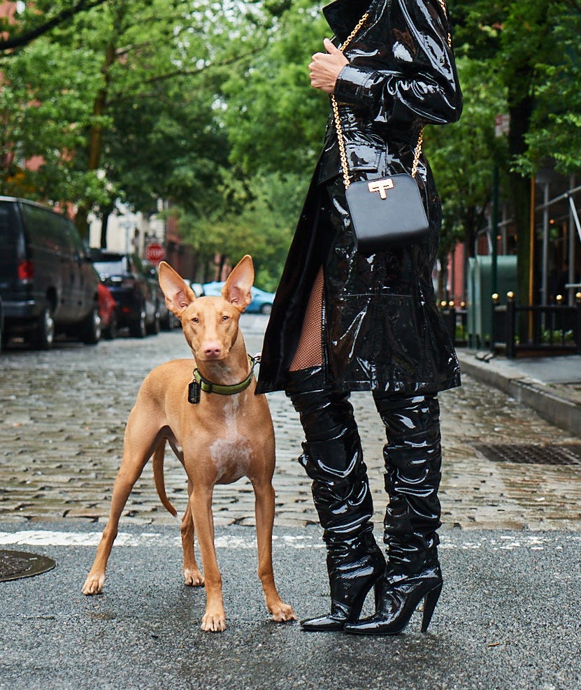 These Dogs Are the High Fashion Models the World Needs