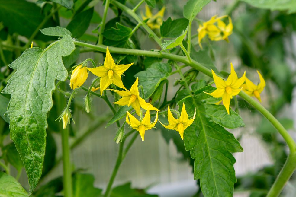 tomato blossom