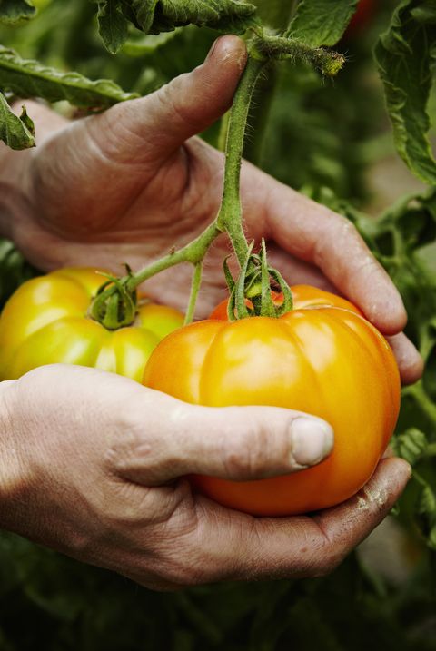 Farmer cradling organic heirloom tomatoes on vine