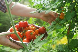 tomato grow bags