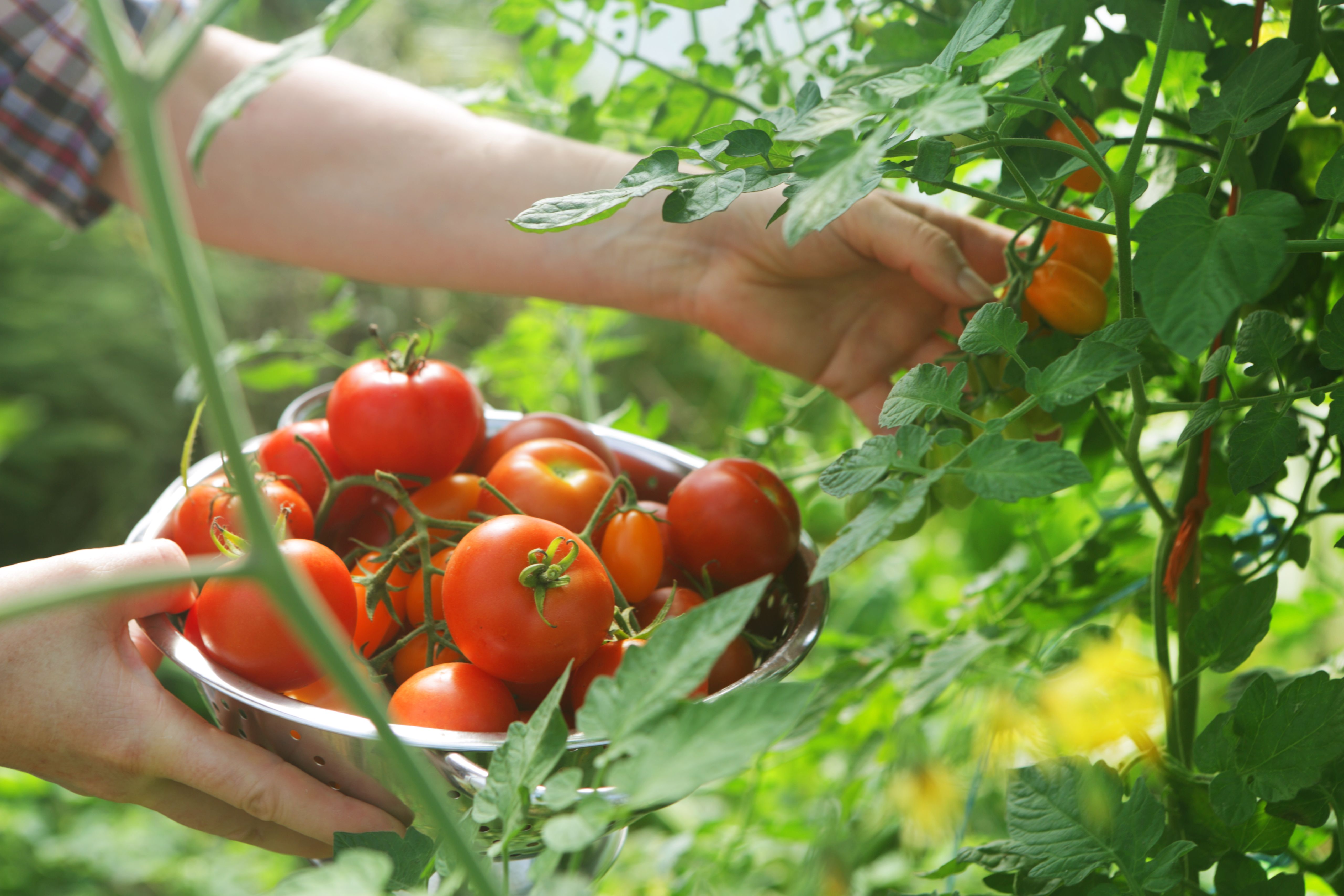 tomato plants growing