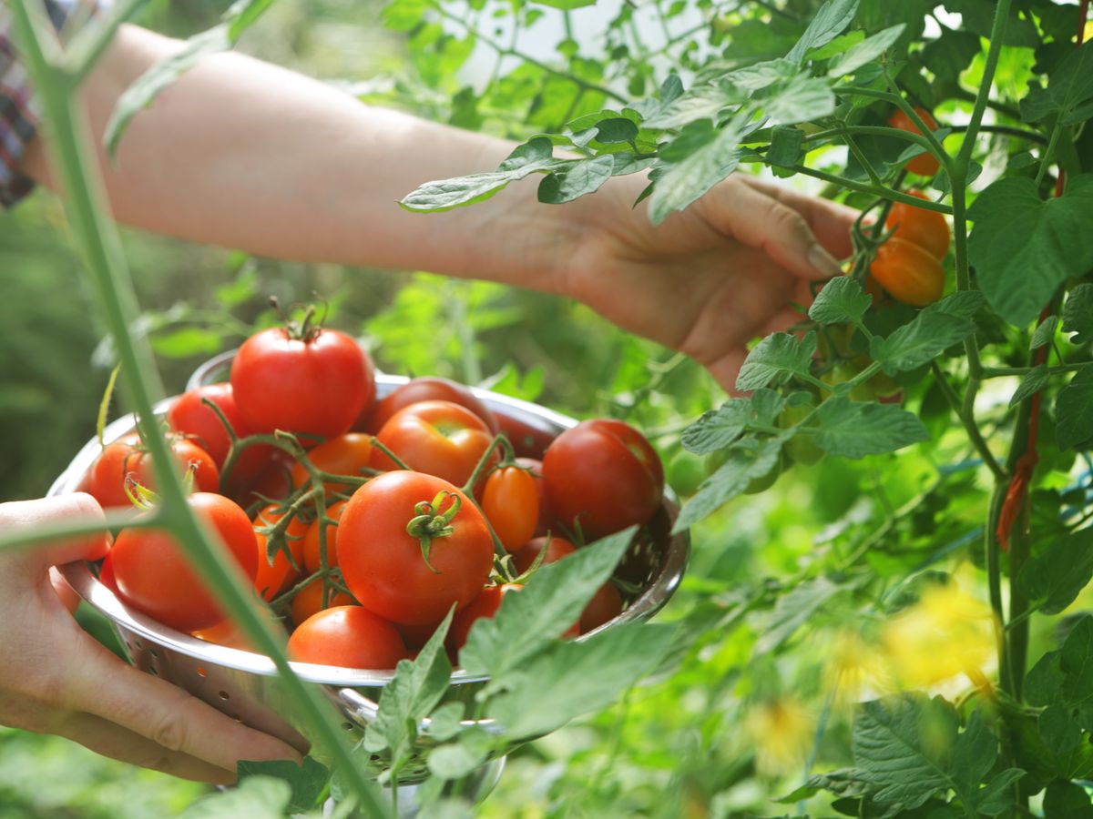 How to Grow Cherry Tomatoes - Planting and Harvesting Cherry Tomato Plants