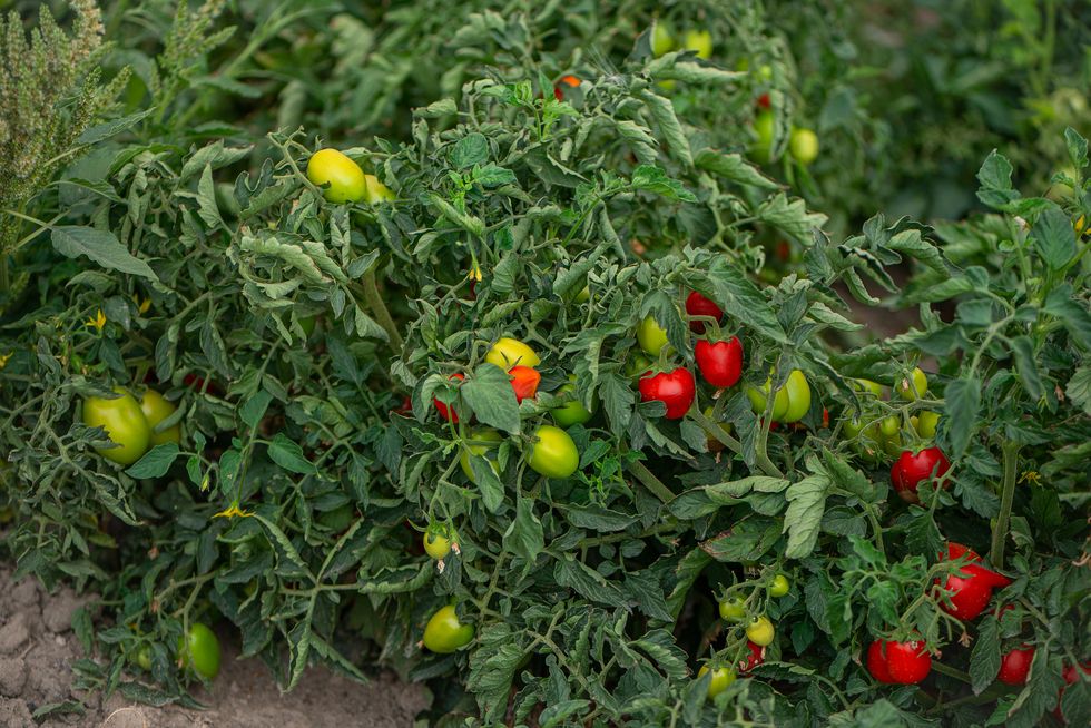 tomato plant field
