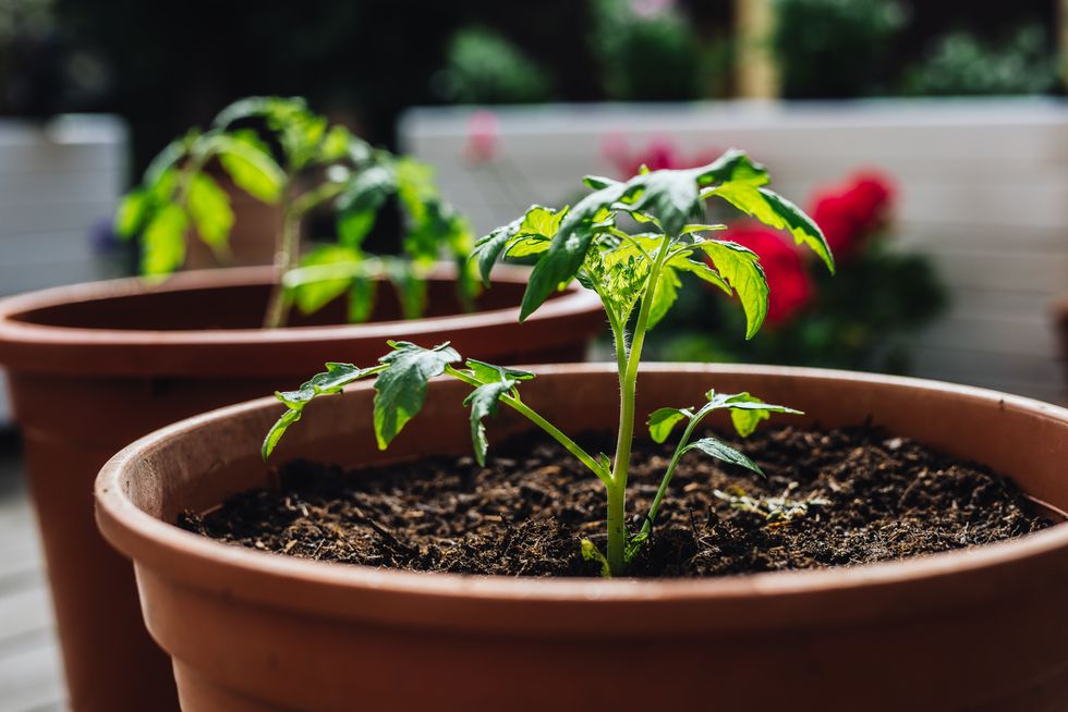 tomato plant in a plant pot.