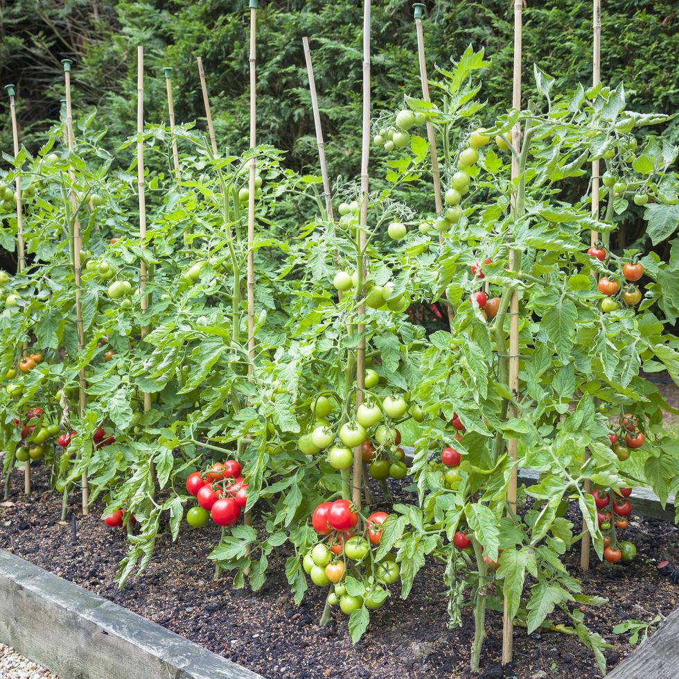 tomato plants with ripe tomatoes growing outdoors in england uk